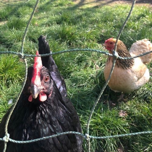 chickens