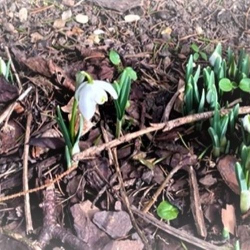 snowdrops