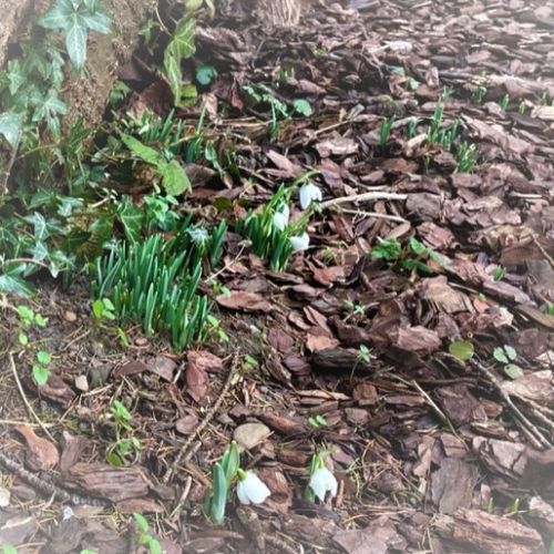 snowdrops2