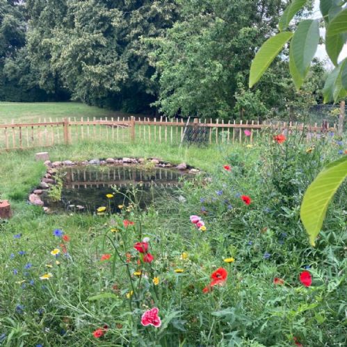 Our Pond - from build to wildlife ready