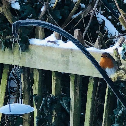 Robin1