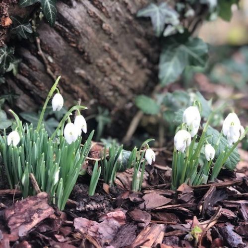 Snowdrops2