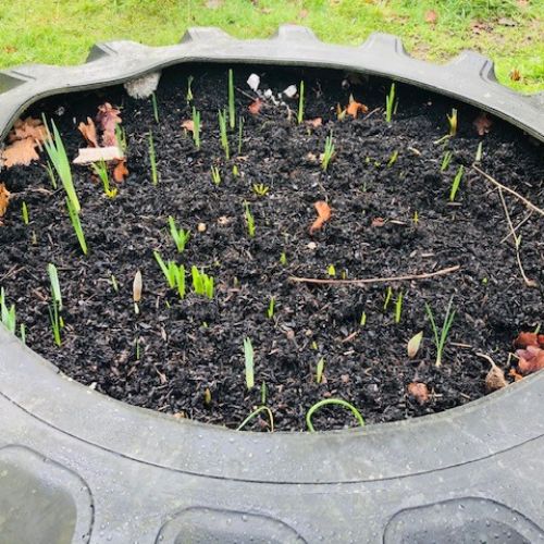 Springbulbsinthetyre