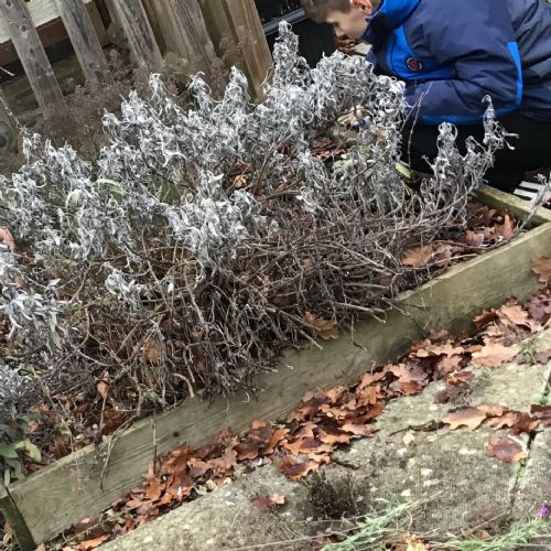Wintergardentidying